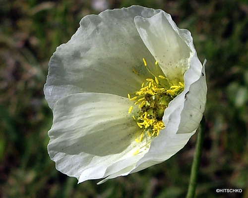 راهنمای نگهداری و پرورش گل و گیاهان زینتی - شقایق کوهی